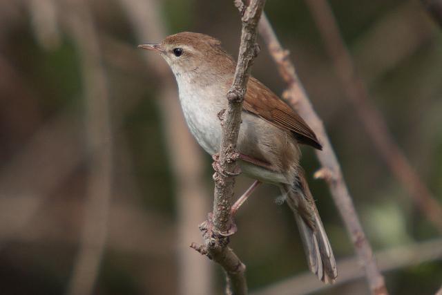 Cetti's warbler by the Kalloni east river, Lesvos, Greece / Mark S Jobling / CC-BY-SA-3.0 Cetti's warbler by the Kalloni east river, Lesvos, Greece / Mark S Jobling / CC-BY-SA-3.0